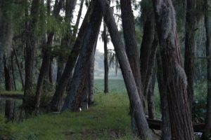 Shingle Creek Trail