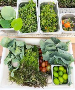 Herbs, vegetables, greens, edible florals, and other produce are harvested from Emma’s Creekside Farm and used in Shingle Creek restaurants. 