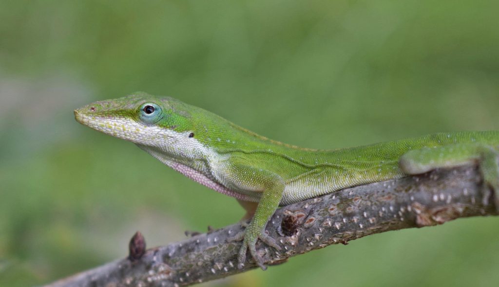 Florida Wildlife Green Anole