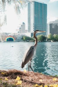 Sand crane at Lake Eola